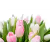 Kytice tulipánů
